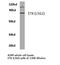 BMX Non-Receptor Tyrosine Kinase antibody, LS-C176413, Lifespan Biosciences, Western Blot image 