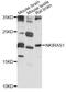 NF-kappa-B inhibitor-interacting Ras-like protein 1 antibody, LS-C749860, Lifespan Biosciences, Western Blot image 