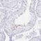PR/SET Domain 7 antibody, PA5-63800, Invitrogen Antibodies, Immunohistochemistry frozen image 