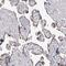 Endothelin Receptor Type B antibody, HPA027546, Atlas Antibodies, Immunohistochemistry frozen image 