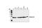Histone H3 antibody, 9717S, Cell Signaling Technology, Western Blot image 