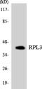 60S ribosomal protein L3 antibody, LS-C200617, Lifespan Biosciences, Western Blot image 