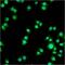 Membrane progestin receptor beta antibody, GTX79389, GeneTex, Immunofluorescence image 