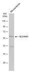 Solute carrier family 41 member 1 antibody, GTX131796, GeneTex, Western Blot image 