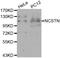 Nicastrin antibody, TA326927, Origene, Western Blot image 