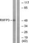 Relaxin Family Peptide Receptor 3 antibody, TA315461, Origene, Western Blot image 
