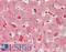 Ccn5 antibody, LS-B15830, Lifespan Biosciences, Immunohistochemistry paraffin image 