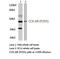 Cholecystokinin receptor type A antibody, LS-C177096, Lifespan Biosciences, Western Blot image 