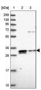 ELMO Domain Containing 2 antibody, PA5-61551, Invitrogen Antibodies, Western Blot image 