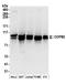 Coatomer Protein Complex Subunit Beta 1 antibody, A304-522A, Bethyl Labs, Western Blot image 