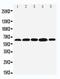 BCL2 Associated Athanogene 3 antibody, PA5-78854, Invitrogen Antibodies, Western Blot image 