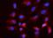 Nanog Homeobox antibody, A00153-4, Boster Biological Technology, Immunofluorescence image 