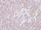 Ribosomal Protein SA antibody, NBP1-32956, Novus Biologicals, Immunohistochemistry paraffin image 
