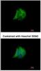 RAB17, Member RAS Oncogene Family antibody, NBP2-20036, Novus Biologicals, Immunofluorescence image 