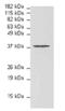 Stomatin-like protein 2 antibody, ALX-210-940-C100, Enzo Life Sciences, Western Blot image 