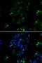 BOC Cell Adhesion Associated, Oncogene Regulated antibody, LS-C346260, Lifespan Biosciences, Immunofluorescence image 