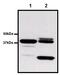 Glutathione S-Transferase Alpha 1 antibody, MA4-004, Invitrogen Antibodies, Immunoprecipitation image 