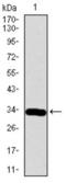 NeuroD1 antibody, abx015939, Abbexa, Western Blot image 