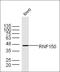 Ring Finger Protein 150 antibody, orb1672, Biorbyt, Western Blot image 