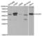 Egl-9 Family Hypoxia Inducible Factor 1 antibody, LS-C331303, Lifespan Biosciences, Western Blot image 