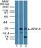 Aph-1 Homolog A, Gamma-Secretase Subunit antibody, PA5-23466, Invitrogen Antibodies, Western Blot image 