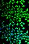 COP9 Signalosome Subunit 6 antibody, LS-C346213, Lifespan Biosciences, Immunofluorescence image 