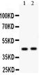 E2F Transcription Factor 4 antibody, PA2156, Boster Biological Technology, Western Blot image 