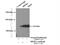 SRSF Protein Kinase 2 antibody, 25417-1-AP, Proteintech Group, Immunoprecipitation image 