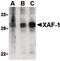 XIAP Associated Factor 1 antibody, PA5-20090, Invitrogen Antibodies, Western Blot image 