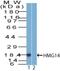 Non-histone chromosomal protein HMG-14 antibody, PA5-72991, Invitrogen Antibodies, Western Blot image 