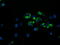 Golgin, RAB6 Interacting antibody, M09417, Boster Biological Technology, Immunofluorescence image 
