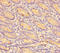 C-C Motif Chemokine Ligand 8 antibody, A54970-100, Epigentek, Immunohistochemistry paraffin image 