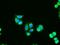 Adenylate kinase isoenzyme 1 antibody, NBP1-47655, Novus Biologicals, Immunofluorescence image 