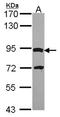 Dpy-19 Like 4 antibody, NBP2-16222, Novus Biologicals, Western Blot image 