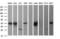 Cell Division Cycle 123 antibody, LS-C787810, Lifespan Biosciences, Western Blot image 