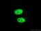 Heterogeneous nuclear ribonucleoprotein D0 antibody, 12770-1-AP, Proteintech Group, Immunofluorescence image 
