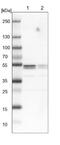 Heterogeneous nuclear ribonucleoprotein H2 antibody, NBP1-89817, Novus Biologicals, Western Blot image 