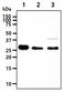 Inositol Monophosphatase 1 antibody, GTX57655, GeneTex, Western Blot image 