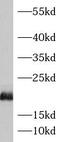 Histone chaperone ASF1B antibody, FNab00634, FineTest, Western Blot image 