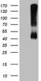 Alcohol dehydrogenase class-3 antibody, TA809478, Origene, Western Blot image 