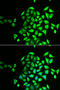 NSF Attachment Protein Gamma antibody, STJ28515, St John