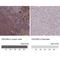 Cell Division Cycle 25B antibody, NBP2-32626, Novus Biologicals, Immunohistochemistry paraffin image 