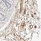 Complement component C8 beta chain antibody, HPA023694, Atlas Antibodies, Immunohistochemistry frozen image 