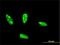 Helix-loop-helix protein 2 antibody, H00004808-M01, Novus Biologicals, Immunocytochemistry image 