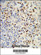 MyoD Family Inhibitor Domain Containing antibody, 63-605, ProSci, Immunohistochemistry paraffin image 