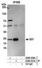 Isopentenyl-diphosphate Delta-isomerase 1 antibody, A305-536A, Bethyl Labs, Immunoprecipitation image 