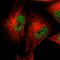 CCAAT Enhancer Binding Protein Epsilon antibody, HPA002928, Atlas Antibodies, Immunocytochemistry image 
