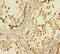 Phosphoglucomutase-1 antibody, A50408-100, Epigentek, Immunohistochemistry paraffin image 