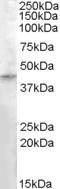Ras association domain-containing protein 8 antibody, STJ71498, St John
