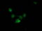 Hydroxyacylglutathione Hydrolase Like antibody, TA502476, Origene, Immunofluorescence image 